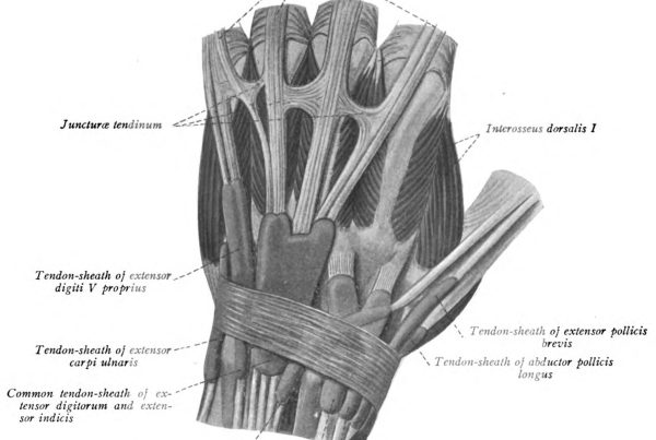 "Sobotta 1909 fig.289 - Tendons and tendon-sheats of the extensor muscles in the hand - English labels" at AnatomyTOOL.org by Johannes Sobotta is in the Public Domain.